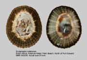 Scutellastra natalensis
